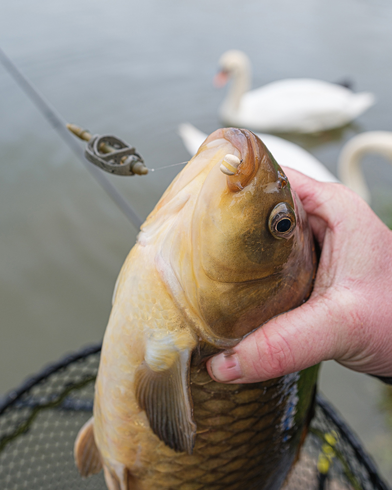 Matrix Method Feeder - Image 6
