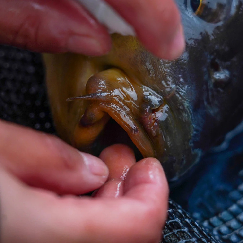 OMC Cyproguard Carp Care - Image 2