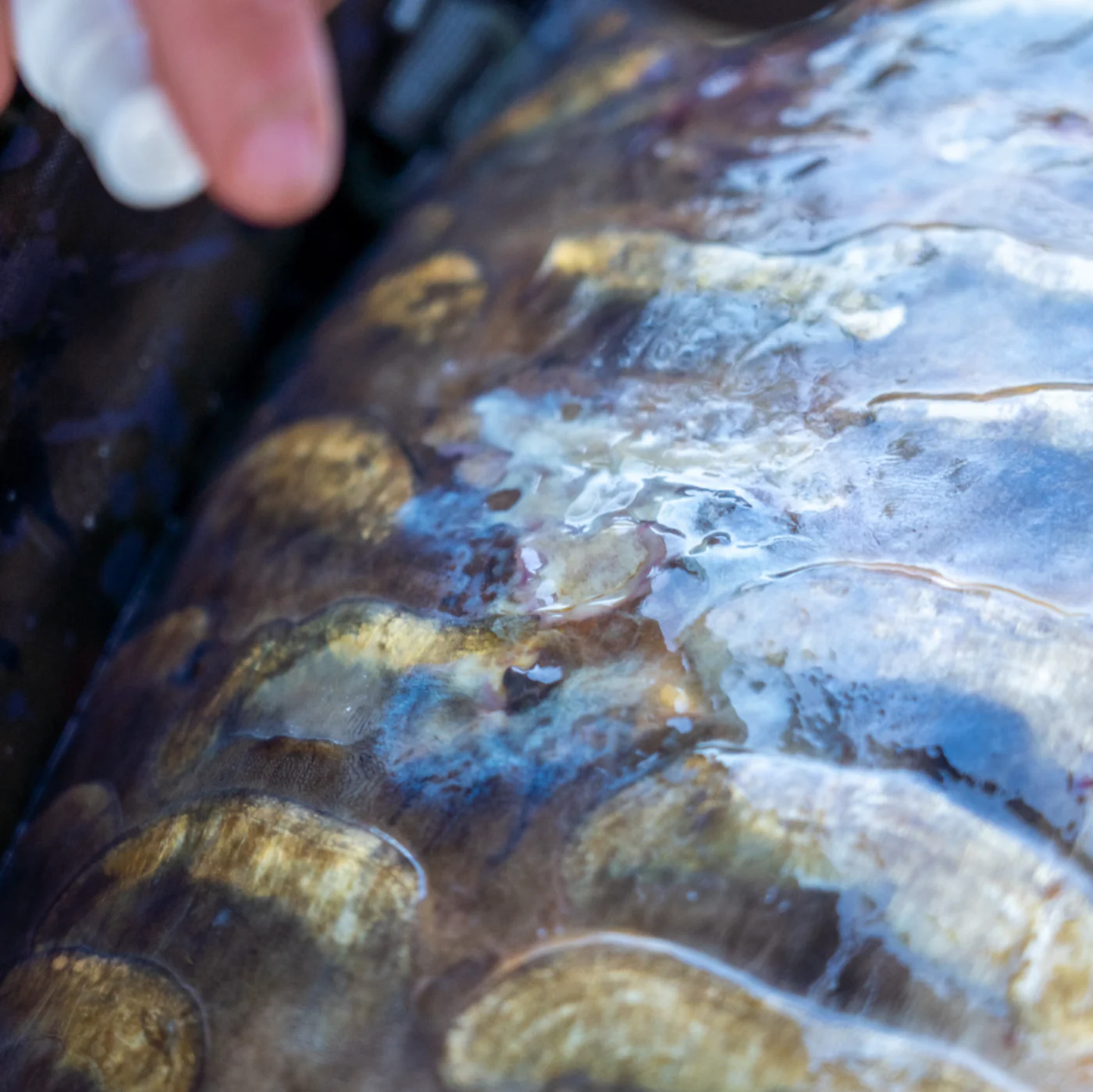 OMC Cyproguard Carp Care - Image 4