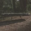 Saber SLP-4 Sleep System Bedchair